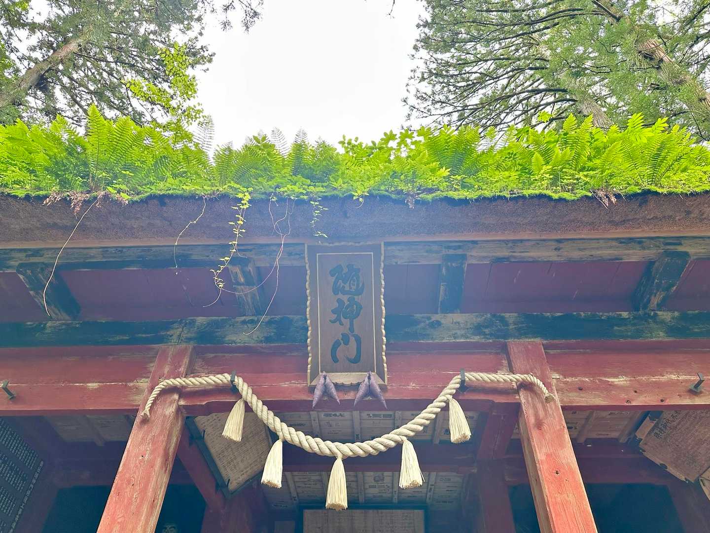 屋根に草がすごい🌱