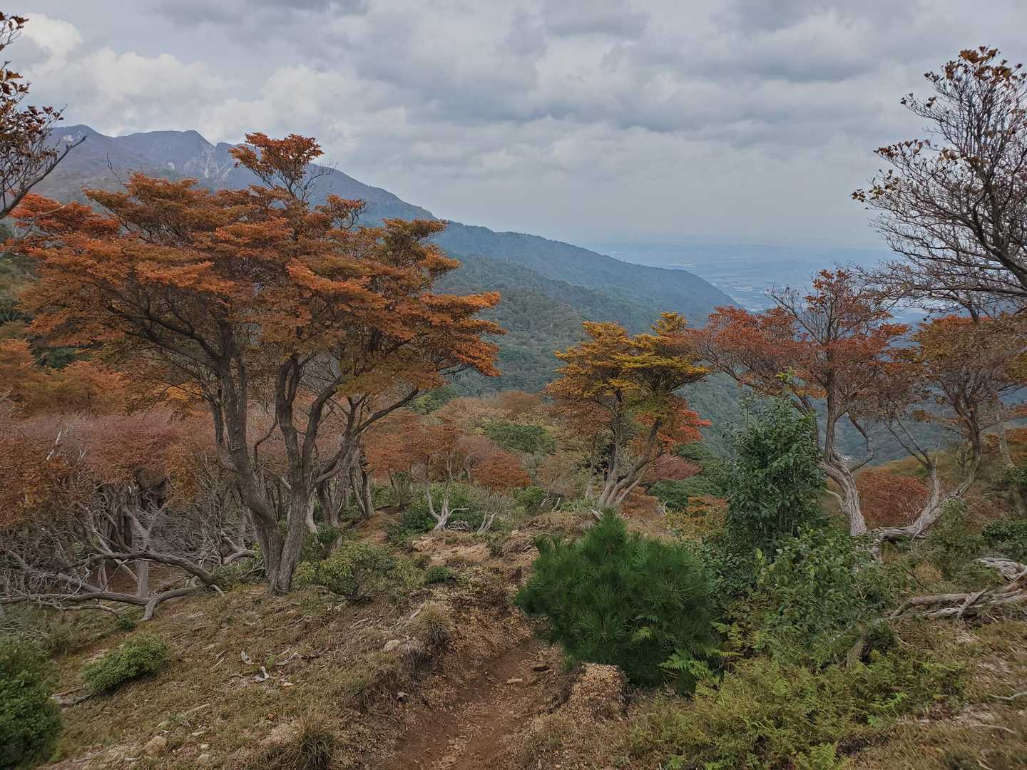 朝明登山口-ハライド-根の平峠-中峠-金山-羽鳥峰 周回コースの写真
