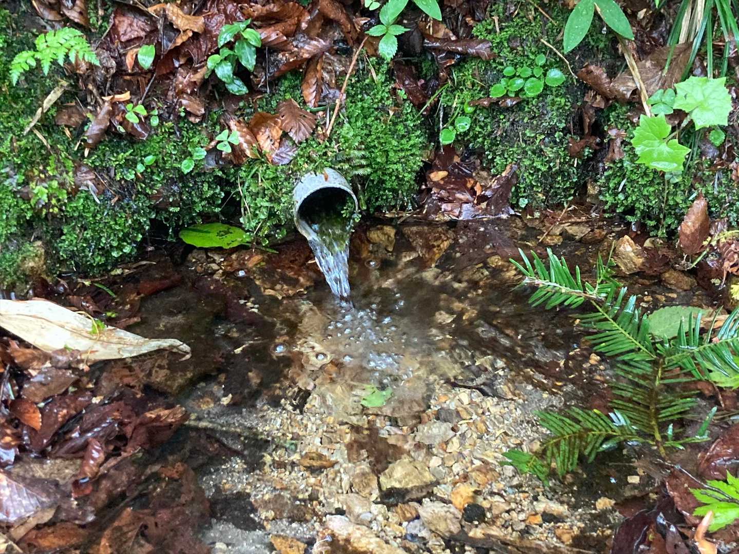 水場を過ぎるともうすぐサンカヨウ群生地