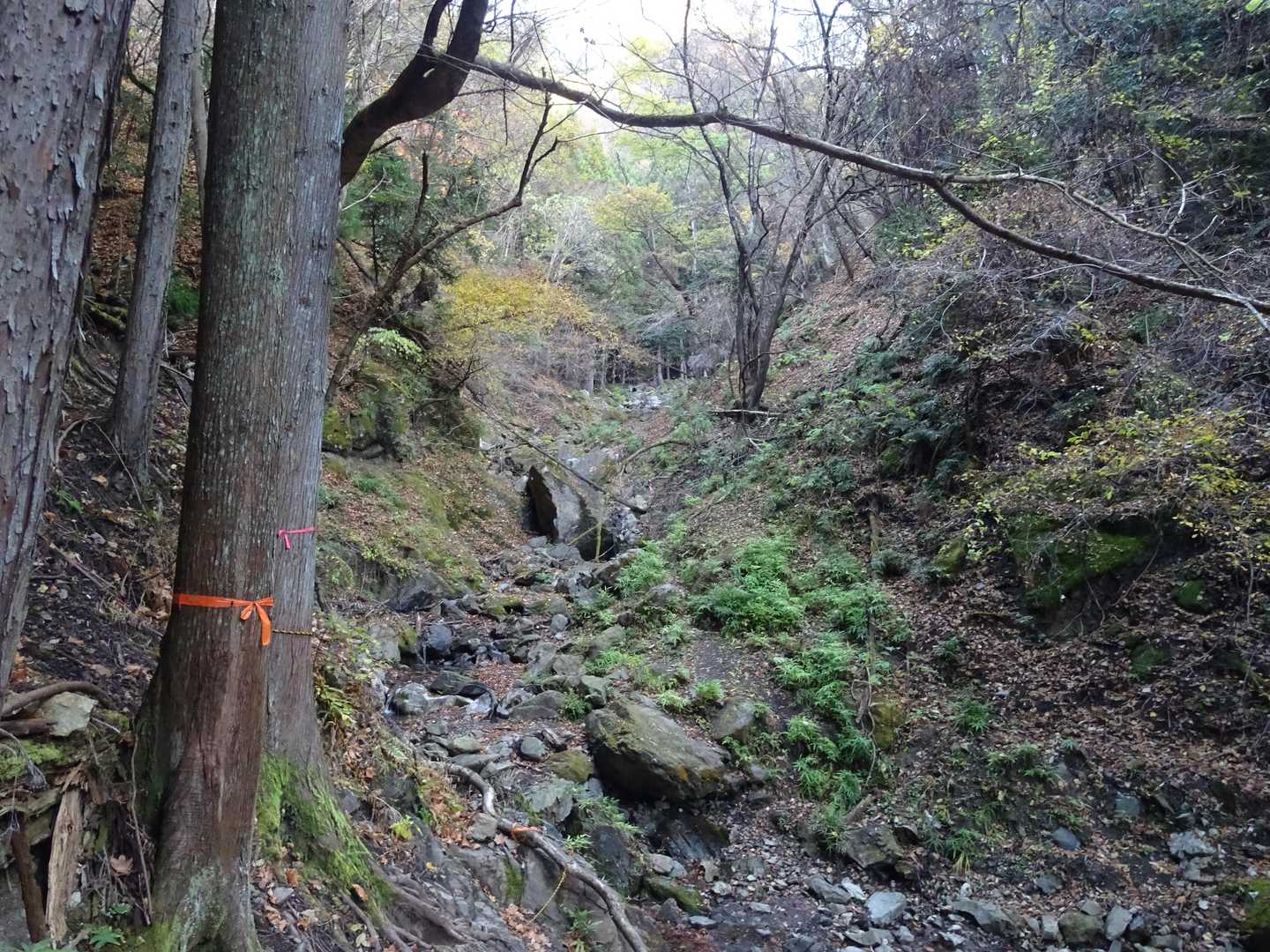 沢沿いを登っていきます。