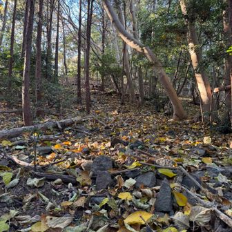 新発見💡
知らなかった地元の山、登っておいて良かった！