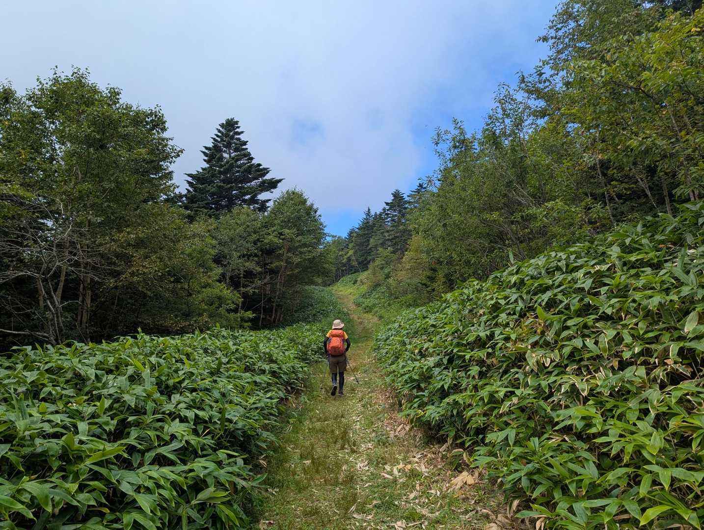 歩きやすい登山道が続きます🥾
