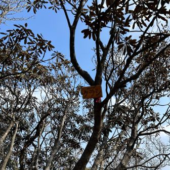 クラシ⛰️由来はよく分かりません