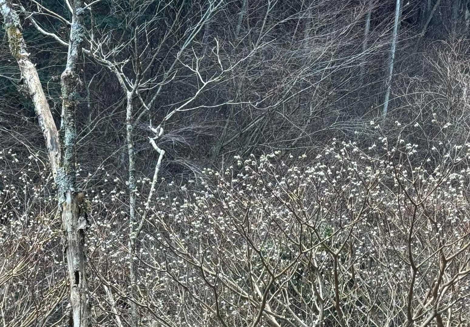 私は下りにチェンスパを使用。ミツマタのツボミに、次の登山を思い浮かべて今日も無事終了です。ありがとうございました。