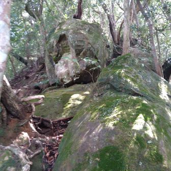 尾根コースの岩場は苔が生えています😥