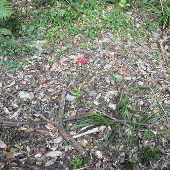 曼珠沙華が一輪残ってました。