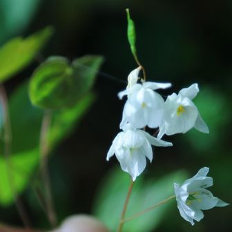 バイカイカリソウのようです