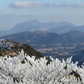 こっちは由布😸鶴見