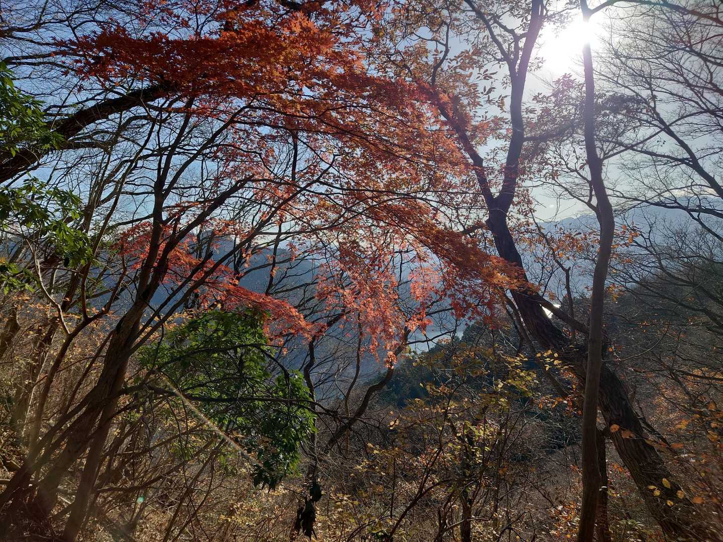 まだ秋が残ってた🍁