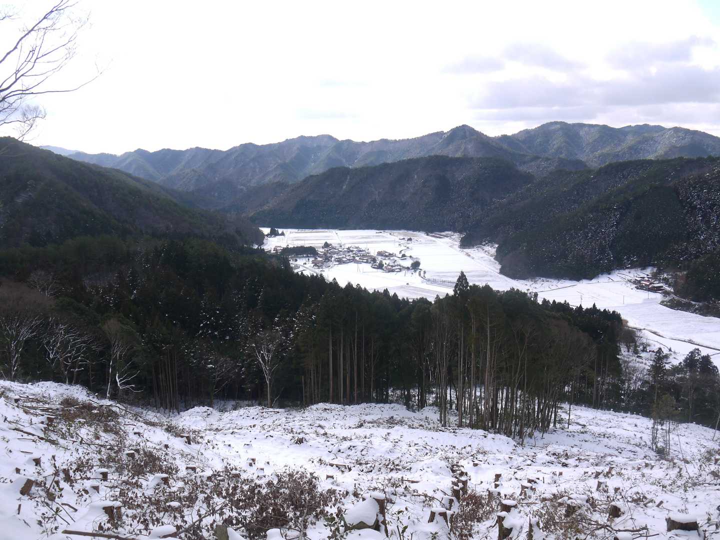 伐採されて開けたところまで戻ってきました。
花粉症の私にはありがたいことです。笑