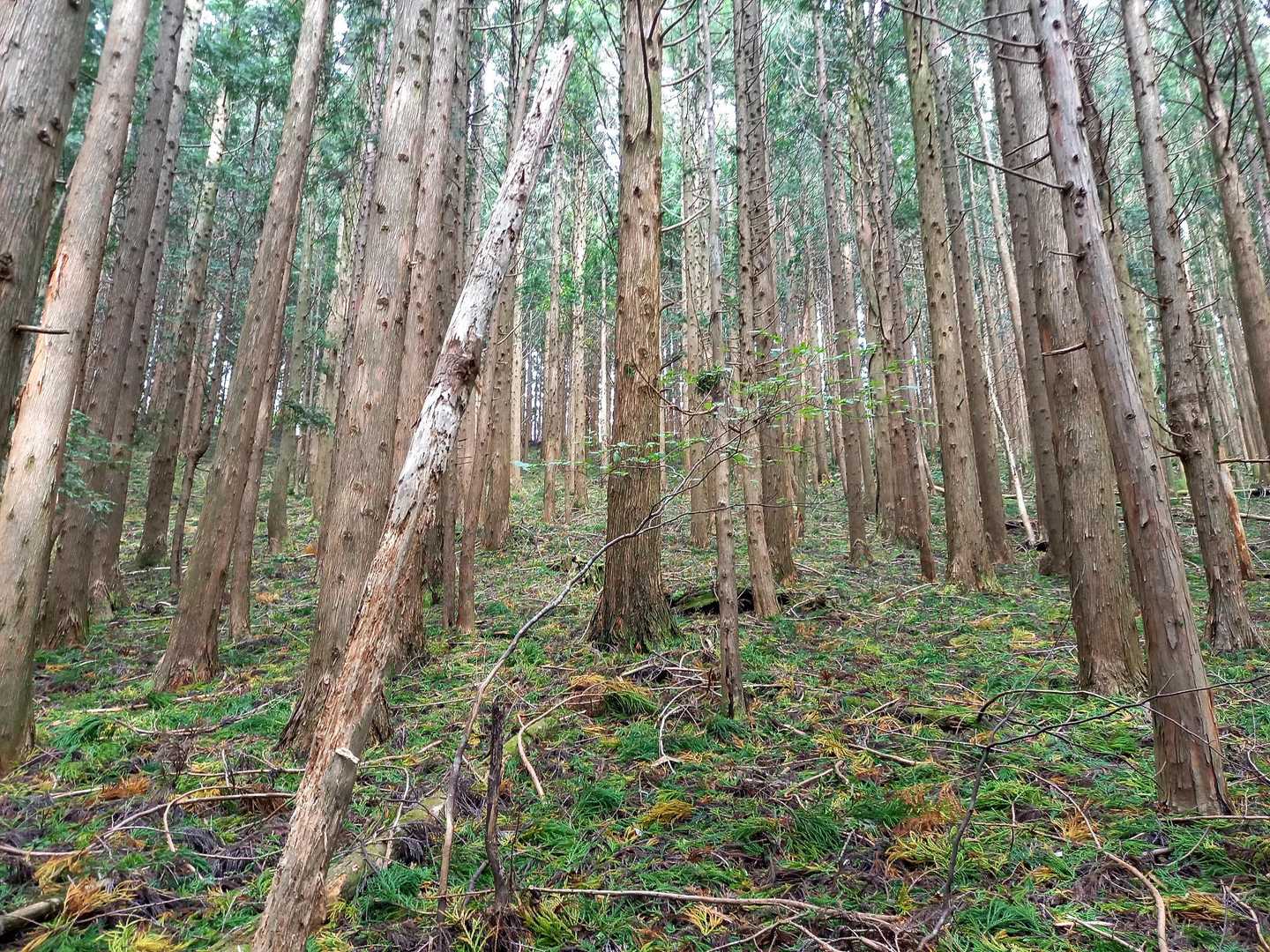 途中、登山道が荒れてて歩きにくかったので、尾根道に出ることに😅
適当に登ります😁