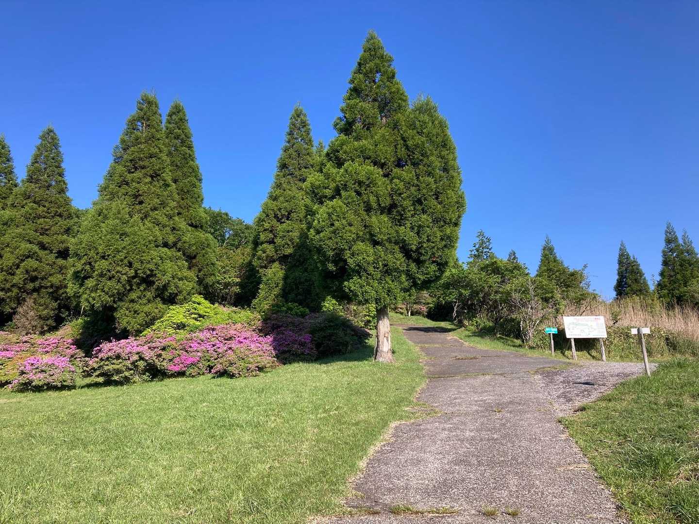プチ群生地🌸はチラホラある
