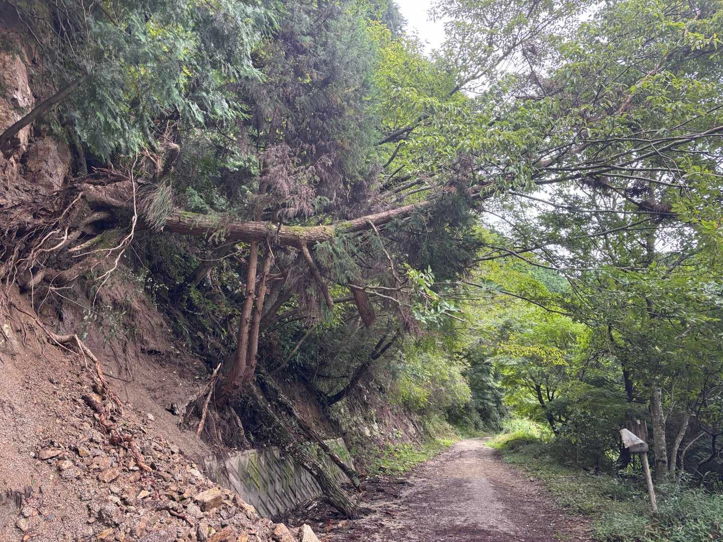 ダイトレ下山で崩れそうだな〜と思ってと所がさらに崩れとる😨
引っかかってるんだろうけど、いつ倒れてきてもおかしく無さそうで通過気をつけて⚠️