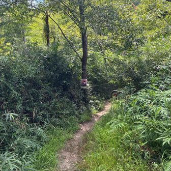 山道に変わります