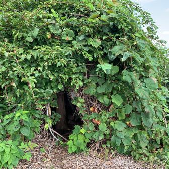 チセクッチ葉っぱがモコモコ🌿