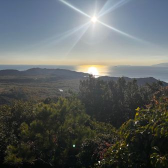夫婦松　下からの写真