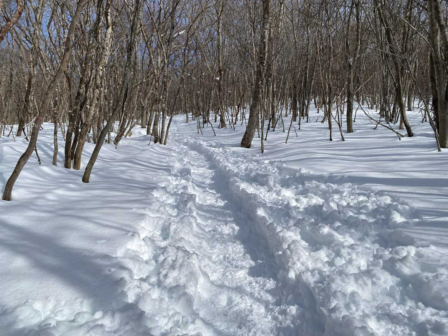 もっと早ければ霧氷とか見れたけど、眠さには勝てない😴