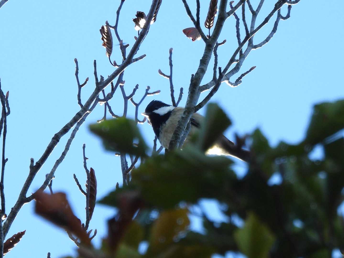 またまたヒガラ
