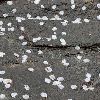 散りたての花びら。