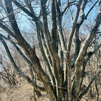 なんじゃこれゃ👀
弥五郎峰のそばなのでタコ五郎と命名😝