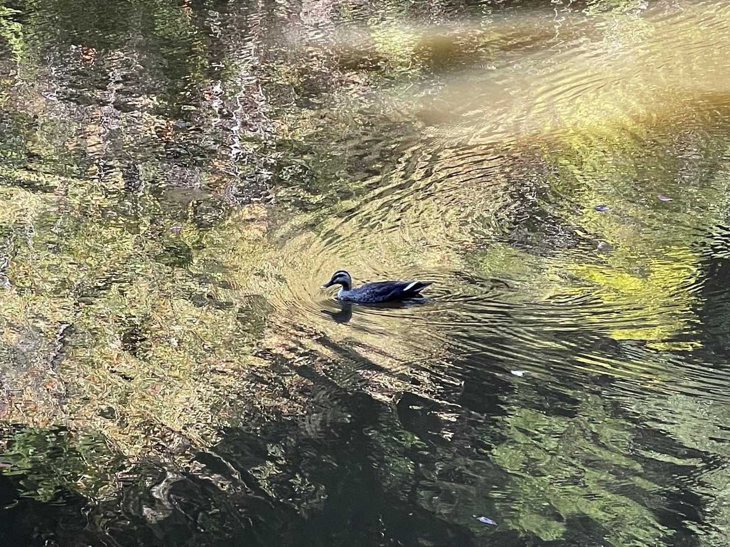 鴨さん🦆