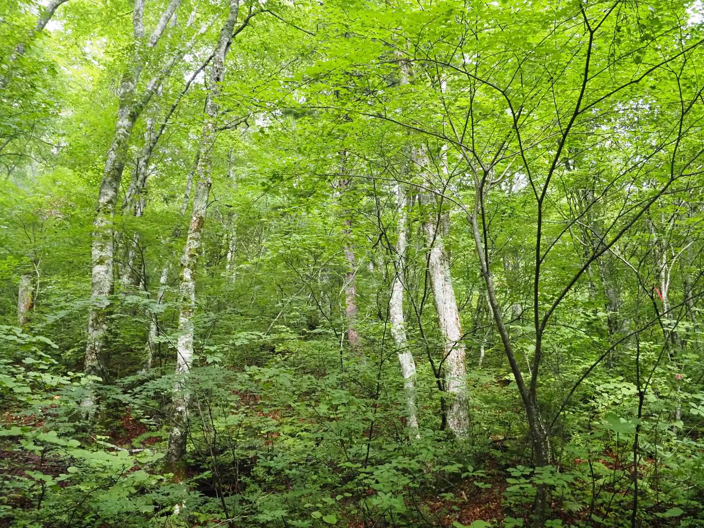 北アルプス裏銀座登山口-前烏帽子岳-烏帽子岳 往復コースの写真