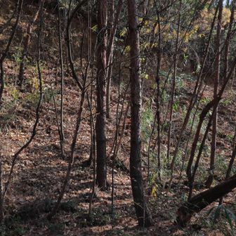 林道終点 ? ここから激登りです