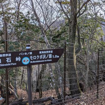 バン木ノ頭通過。この稜線は東側が鹿柵で植生保護されてるところが多く、保護されてない西側がほとんど禿げ山なのと対照的。鹿怖い