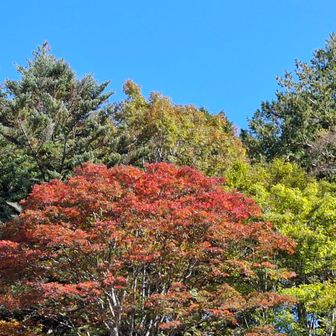 🍁