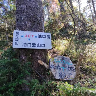 分岐