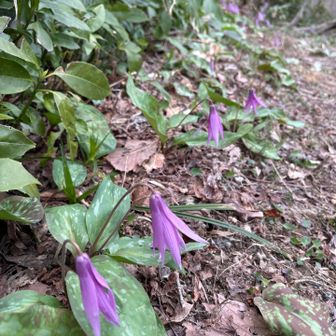 曇ってるから下向いてるけど
奥ゆかしくてかわいい