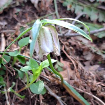 コシノコバイモ😃