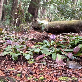 ショウジョウバカマの群生あり