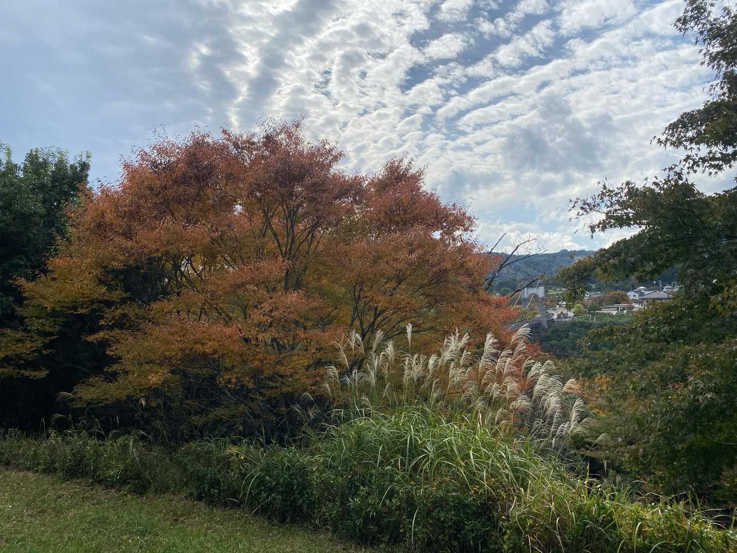 ヤビツ峠-三ノ塔-大倉バス停 縦走コースの写真