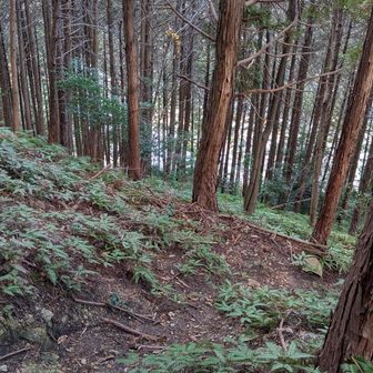 こちらの方が斜度が緩やかそうだったので