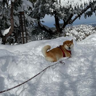 下山しましょ。