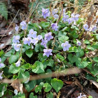 タチツボさんもあちこちに