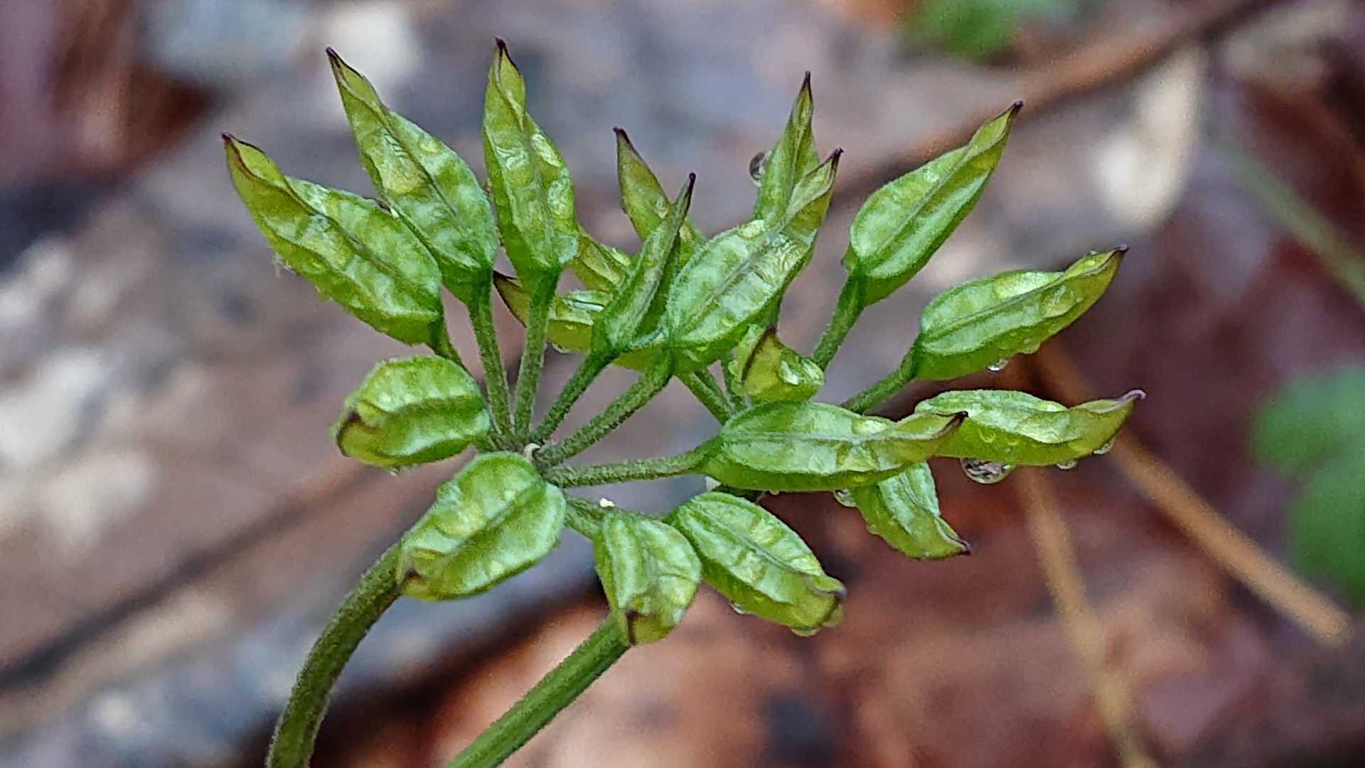 達居森 周回コースの写真