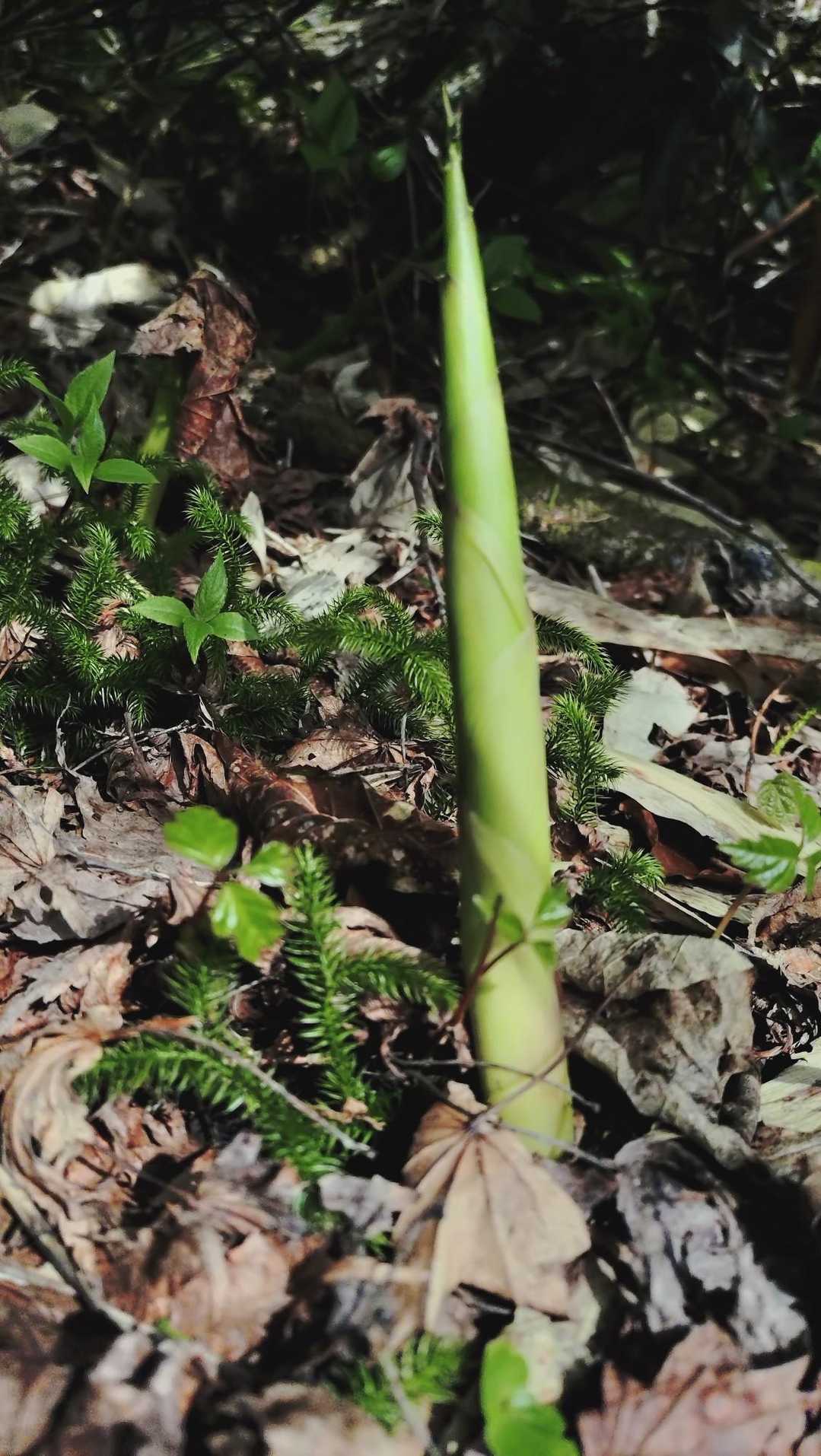 ん👀とーちゃんの💚大好きな