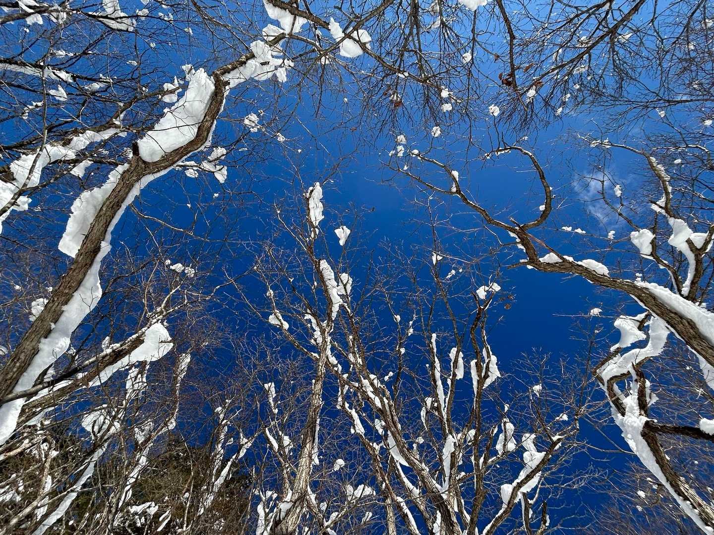 きれいなあお💙❄️