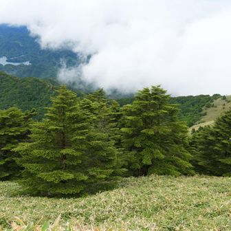 シコクシラベの森🌲🌲🌲可愛い🥹