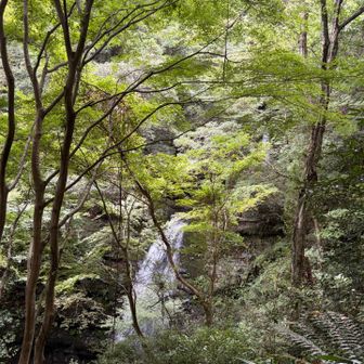 滝のあるところは温度も低く涼しい！