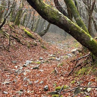 参勤交代の名残りの石畳