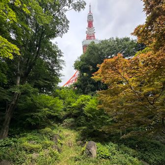ちょいちょい見える東京タワー⤴︎