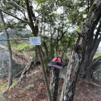 バッタの速贄🌲🦗🦅゛