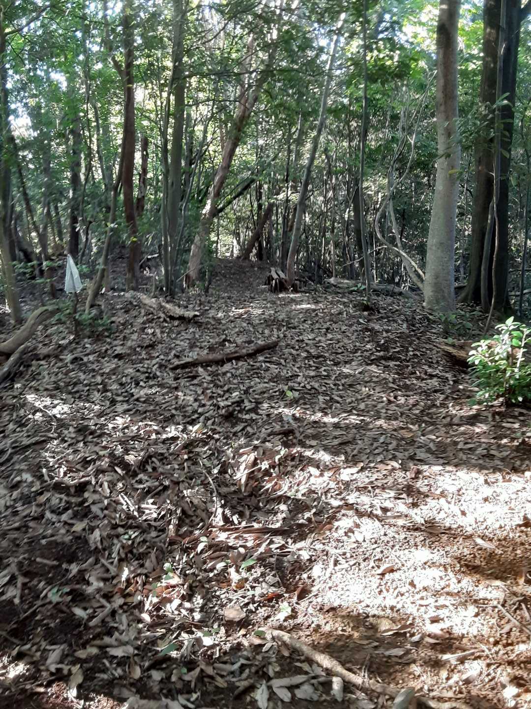 御望山 往復コースの写真