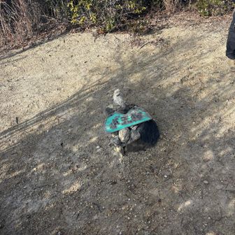 小天狗頂上
地震がきてビックリ