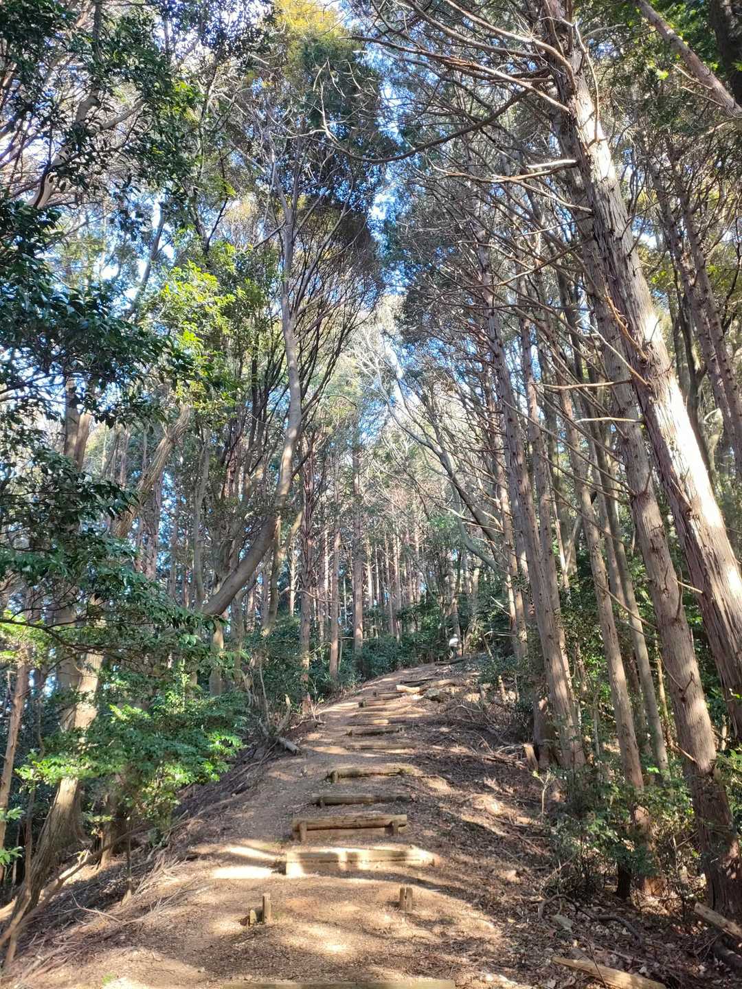 今日の木漏れ日の登山道✨

キレイに整備されてるけど…イノシシ🐗が荒らしてる🥲🥲🥲