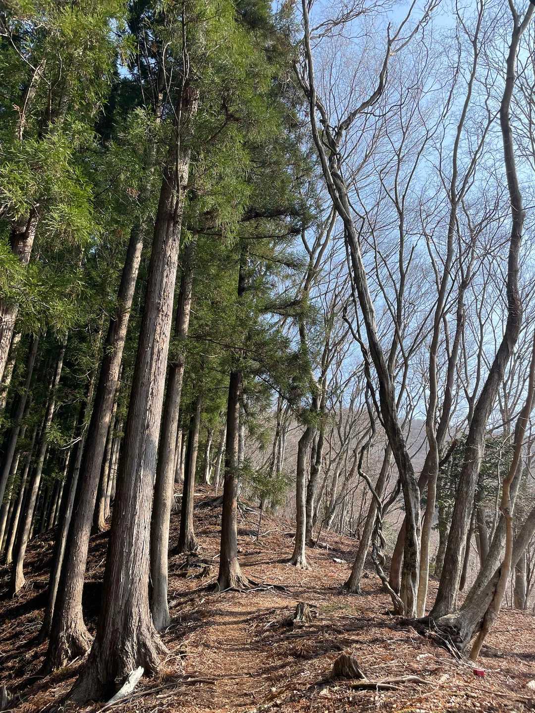 ミツバ岳登山口-大出山-権現山-茅ノ丸-二本杉峠-細川橋バ 縦走コースの写真