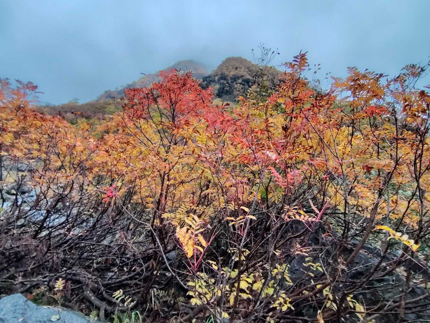 上高地バス停-河童橋-岳沢湿原-明神橋-槍見河原-赤沢岩小 往復コースの写真